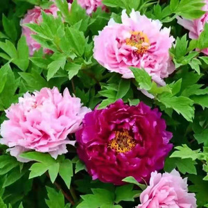 Plantes de pivoine d'origine adaptées à la décoration de jardins et de cours, fleurs ornementales à floraison longue durée - Product Image 1