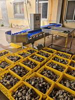 Automatische sorteermachine voor garnalen, avocado's, komkommers, kiwi's, groenten en fruit (2026) - maat, gewicht, wassen, sorteren en graderen.