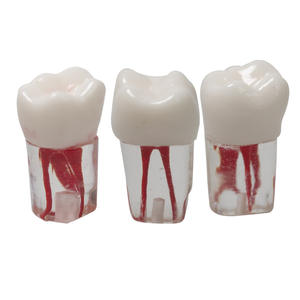 Resina de Práctica para Exámenes Dentales, Partículas de Dientes Simulados para Endodoncia, Extracción de Dientes, Terapia de Pulpa, Accesorio para Equipo Dental - Product Image 5