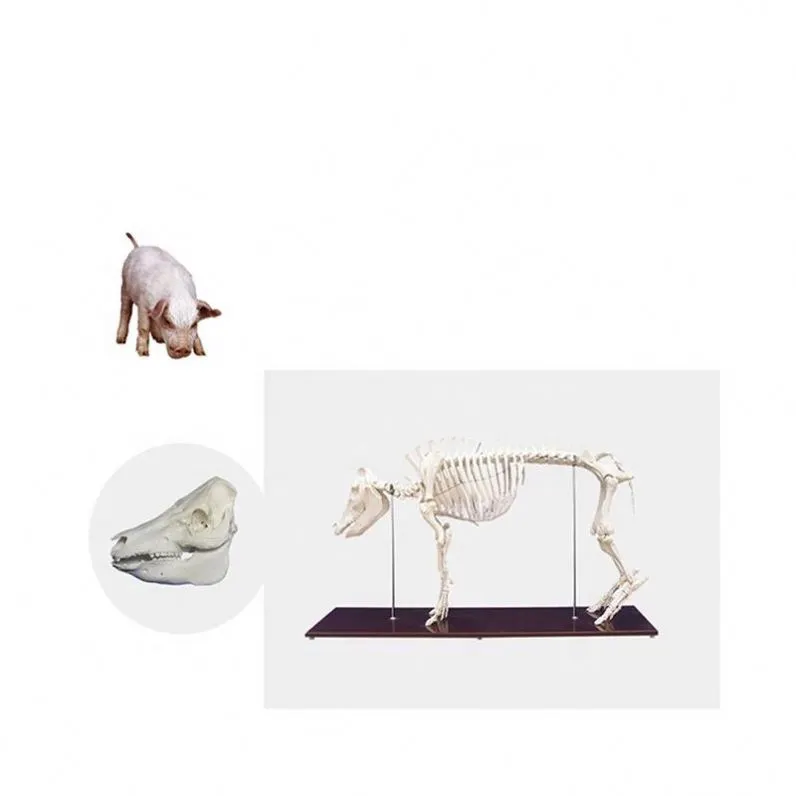 Eğitici hayvan domuz iskelet modeli PVC domuz anatomik modeli yaşam boyutu domuz İskelet anatomisi modeli