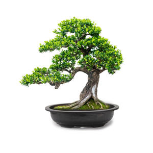 Macetas de plástico para <span class=keywords><strong>entrenamiento</strong></span> de bonsái, grandes y poco profundas, ovaladas, para cultivo de plantas en jardín, venta al por mayor - Product Image 2