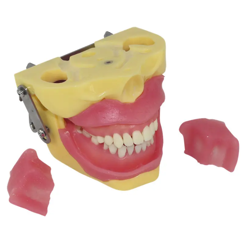 Sciedu2023新しいタイプの歯モデル歯科モデル医学部の歯の抽出モデル