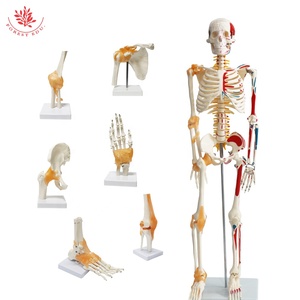 Modelo de anatomía del <span class=keywords><strong>esqueleto</strong></span> humano médico FRT011, modelo de <span class=keywords><strong>esqueleto</strong></span> humano Vertical con base, modelo de <span class=keywords><strong>esqueleto</strong></span> de medio lado <span class=keywords><strong>y</strong></span> ligamento muscular - Product Image 2