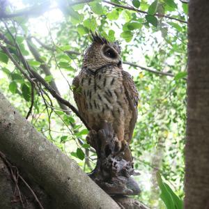 <span class=keywords><strong>Figurine</strong></span> d'oiseaux en résine, grande taille, réaliste, sculpture de hibou, tendance 2020, vente en gros - Product Image 4