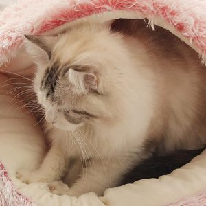 Dog Soft <b>Plush</b> Nest Semi-enclosed Pet Bed for Small Medium <b>Cats</b> Dogs Indoor Warm House Washable Pet Snooze Calming Donut Nest - Product Image 5