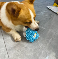 Nouveau jouet sonore pour animaux de compagnie en forme de balai, pour le nettoyage des dents et l'auto-entretenissement, anti-ennui pour chiens et chats, vente en gros