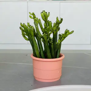 Đa Chức Năng Flower Pot Silicone Khuôn DIY Vườn Desktop Craft Vase Silicone Planter Khuôn Và Dante Bãi Biển Đồ Chơi