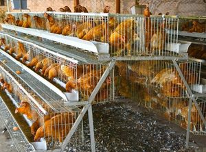 Cage pour poules pondeuses 1000 <span class=keywords><strong>Cages</strong></span> pour poules pondeuses <span class=keywords><strong>Cages</strong></span> pour poules pondeuses pour poules pondeuses pour 10000 oiseaux - Product Image 4