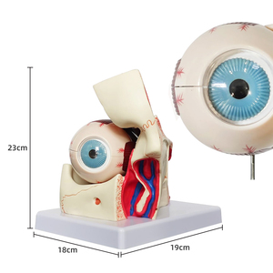 <span class=keywords><strong>El</strong></span> modelo del globo ocular y la cavidad ocular del <span class=keywords><strong>cuerpo</strong></span> <span class=keywords><strong>humano</strong></span> tiene su nervio óptico y sus músculos ampliados tres veces. - Product Image 3