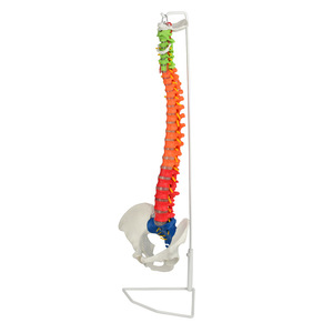 Modèle de colonne vertébrale coloré pour adultes, pour l'enseignement médical en dermatologie ; modèle de structure de la colonne vertébrale et de la pelvis humaines courbées - Product Image 5