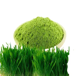Private Label 100% Orgânico Trigo Grass Powder Barley Grass Powder Barley Grass juice Powder