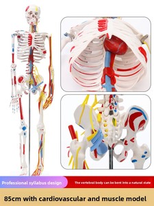Modelo de <span class=keywords><strong>Esqueleto</strong></span> <span class=keywords><strong>Humano</strong></span> de Cuerpo Completo para Adultos Huichun, Material de PVC, Columna Vertebral Removible, para Enseñanza de Yoga, Hecho en China Continental - Product Image 3
