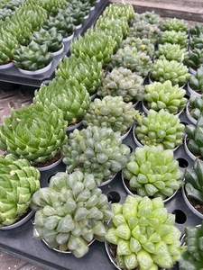 Hawworthia ไม้อวบน้ำขนาดเล็กเป็นมิตรกับสิ่งแวดล้อมที่แตกต่างกันของตกแต่งบ้านที่ทันสมัยมินิมอลของขวัญครบรอบความคิดสร้างสรรค์ - Product Image 5