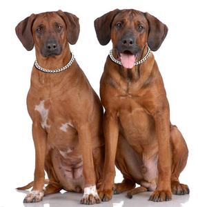 Ingtale et uppy LIP etal hahahahahataintaintaintetehahahahahahahahahahalip LIP ollolloll - Product Image 3