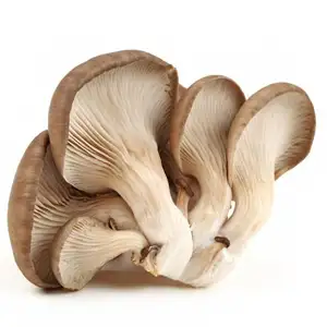 Frozen fresh baby oyster mushroom frozen dsf white white 100% fresh mushroom blanched cap cultivated mushrooms 24 months typical oyster taste