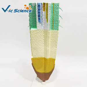 Modèle de structure de racine de maïs ; outil pédagogique pour l'enseignement de l'anatomie des racines des plantes monocotylédones. - Product Image 1