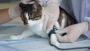 수동물 사용 혈압 모니터 디지털 애완 동물 혈압 모니터 커프, 동물 사용, 개/고양이/애완 동물 동물 관리 - Product Image 5