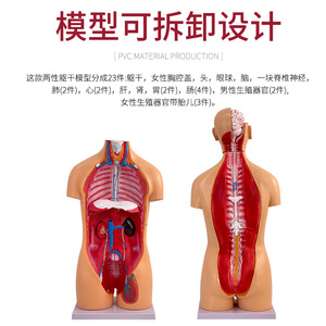 Un torso hermafrodita de 85 cm se puede desmontar en un modelo de torso humano de 23 piezas. El modelo del torso humano incluye partes internas - Product Image 4