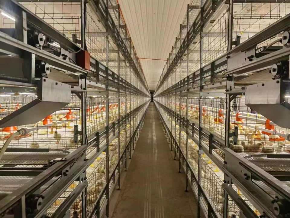 Automatic Poultry Chicken Farm Broiler Cages H-type Raising with ...