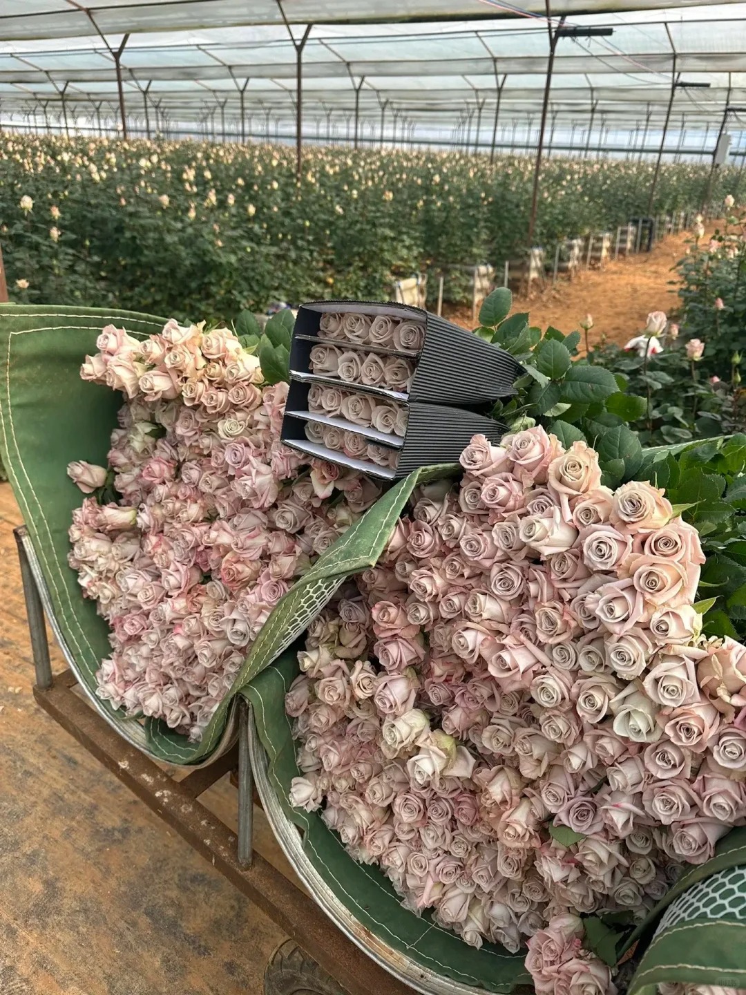 Kunming Top Flowers Import & Export Company logo