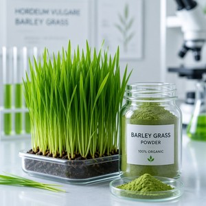 ผงหญ้าข้าวบาร์เลย์ป่าบริสุทธิ์สูง FVP-23 เกรดอาหาร อุดมด้<span class=keywords><strong>ว</strong></span>ย<span class=keywords><strong>คลอ</strong></span><span class=keywords><strong>โร</strong></span><span class=keywords><strong>ฟิ</strong></span>ลล์และไฟเบอร์ บรรจุภัณฑ์พลาสติก ขายส่งจำนวนมาก - Product Image 3