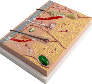Modelo de Anatomía de piel humana, modelo educativo de laboratorio de piel anatómica para estudiantes de medicina, estructura de piel humana - Product Image 5
