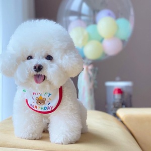 Lindo babero de cumpleaños para perro con diseño de oso bordado estilo coreano, babero para mascotas, babero para la saliva, calentador de cuello para Bichón Frisé, Teddy, Pomerania - Product Image 1