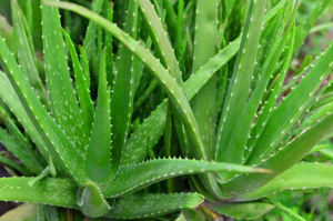 OEM kustomisasi pribadi ekstrak <span class=keywords><strong>aloe</strong></span> vera kapsul pembekuan lidah buaya kering bubuk 200:1 - Product Image 2