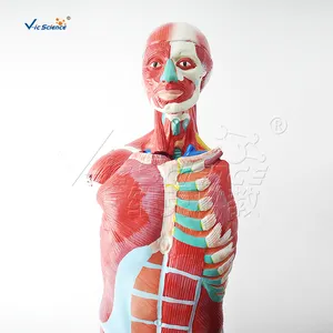 80CM Human Male Muscle And Organs Teaching Demonstration Model 27Parts