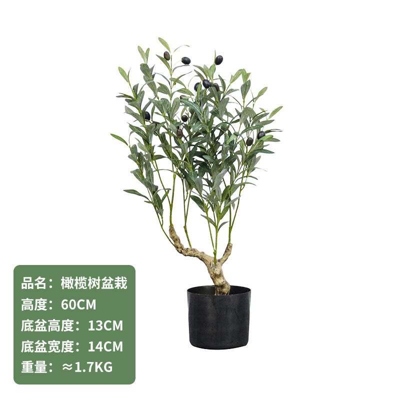 60cm olive tree