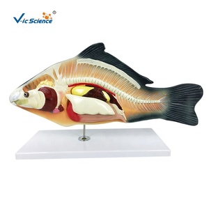 Modelo de Anatomía de Carpa (Cyprinus <span class=keywords><strong>Carpio</strong></span>), Modelo de Disección de Peces - Product Image 1