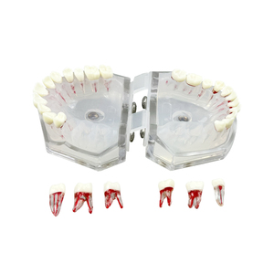 Modelo Dental de Alta Calidad, Modelo de Práctica de Enseñanza de Raíces Dentales, Desmontable, para Demostración de Dentistas, Entrenamiento de Estudiantes, Laboratorio - Product Image 4