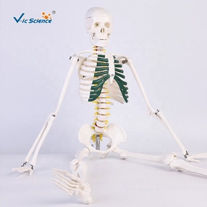 Y tế khoa học y tế giảng dạy PVC 85cm bộ xương người với cột sống dây thần kinh mô hình cuộc sống Kích thước bộ xương - Product Image 4