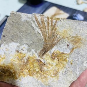 Fósil de Liaoningocladus Boii, Especímen Vegetal del Cretácico Temprano para Estudio Geológico, Exhibición Paleontológica en Casa, Fósil de Planta de la Rama Liaoning - Product Image 3