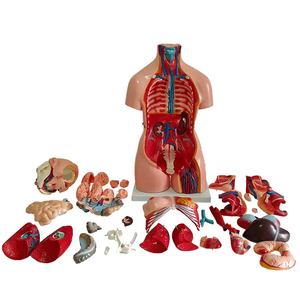 Torse <span class=keywords><strong>humain</strong></span> anatomique amphotère en PVC écologique de 85 cm, unisexe, 40 parties détachables, pour l'enseignement médical, certifié CE/ISO - Product Image 4