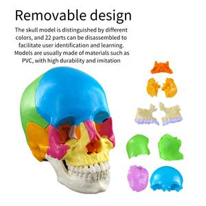 Modelo de cráneo de Color humano desmontado de 22 piezas de alta calidad para ciencia médica para escuela de Hospital y enseñanza de demostración - Product Image 3