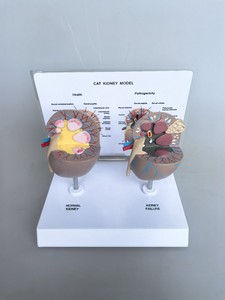 Modèle d'anatomie rénale féline - Rein normal et pathologique avec calculs et lésions pour l'enseignement vétérinaire - Product Image 2