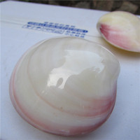 Coquillages naturels de la mer, lot de 10, carpes, double clame rose, lumineux, décoration paysager aquatique, joli cadeau pour les amoureux
