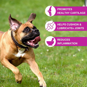 Gouttes de soutien articulaire pour chien Glucosamine MSM Chondroïtine-Soutient le cartilage de la hanche Santé Mobilité Immunitaire Vitamine Soutien Saveur de canard - Product Image 5