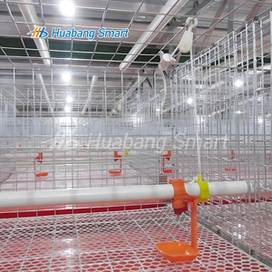 Cage à poulets de type H galvanisée à chaud, système de cages avicoles automatiques, équipement pour poulets de chair et pondeuses avec système <span class=keywords><strong>d</strong></span>'évacuation du fumier - Product Image 5