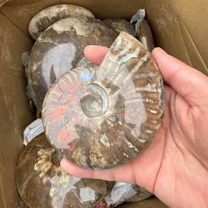 Vente en gros de pierre précieuse naturelle fossilisée d'ammonite fossile de conque <span class=keywords><strong>Nautilus</strong></span> pour la décoration de la maison spécimen minéral de fossiles d'escargot - Product Image 6