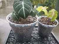 Vente en gros d'usine, pots à orchidées en plastique transparent écologiques bon marché de 2 pouces (6 cm) pour les fournitures de jardinage à domicile
