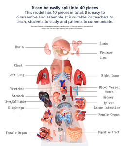 Chinon BIX-A1041 85 cm PVC con người thân mô hình 23 Giải Phẫu Cơ thể thân cây cả hai giới khoa học y tế cơ quan nghiên cứu trường học bệnh viện - Product Image 4