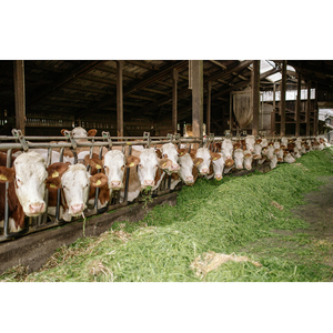 Herbal Nutrition Alfalfa Powder Plant <b>Extract</b> From Selected Leaves For Immune Support Energy Enhancement And Daily Wellness - Product Image 6