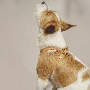 Aksesoris hewan peliharaan disesuaikan bentuk Y langkah dalam rompi klasik Pu mewah kulit asli <span class=keywords><strong>Harness</strong></span> anjing untuk anjing kecil dan sedang - Product Image 3