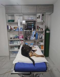 Versie Van Huisdier Multi-Parameter Monitor Draagbare Veterinaire Multi-Parameter Detector Monitor Ecg - Product Image 4