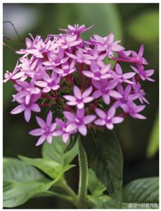 バレリアン根エキス粉末10:1天然バレリアン根エキス粉末バレリン酸0.3% HPLC - Product Image 4