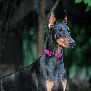 Collares ajustables de nailon para gatos con luces LED, correas para perros con patrón sólido, refrigeradores personalizados para razas grandes con bufanda. - Product Image 6