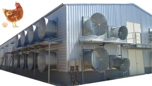 조립식 가벼운 강철 구조물 육계 닭장 집 가금류 집 - Product Image 2