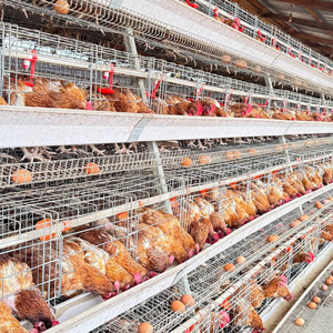 Prix de gros d'usine galvanisé un type 4 niveaux batterie cages poules pondeuses volaille poule cages de ponte à vendre - Product Image 1